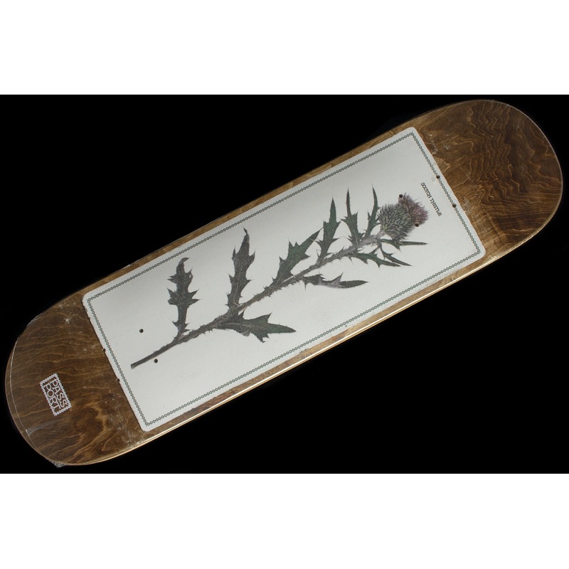 Invasive Species – Scotch Thistle Deck 8.25″ & 8.5″